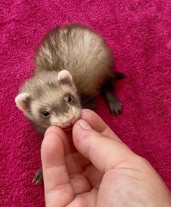 Jeunes furets femelles, Animaux & Accessoires, Animaux Autre, Mai, Femelle