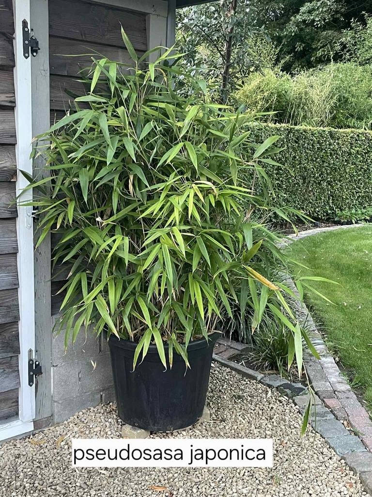 Pseudosasa japonica, Japanse bamboe, kuip 120 liter, Tuin en Terras, Planten | Bomen, Ophalen, Winter