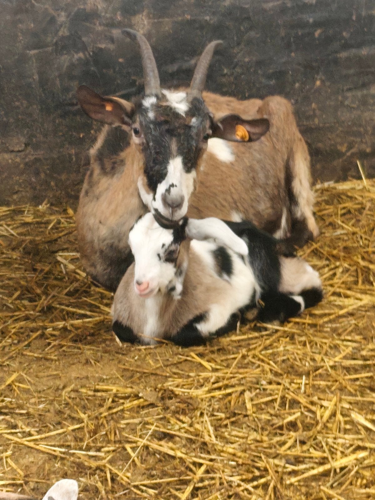 Chèvre + sa chevrette à vendre, Animaux & Accessoires, Moutons, Chèvres & Cochons, Femelle, Chèvre, 0 à 2 ans
