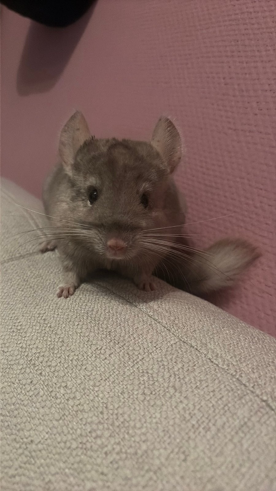 Chinchilla, Chinchilla, Domestique, Avril, Femelle