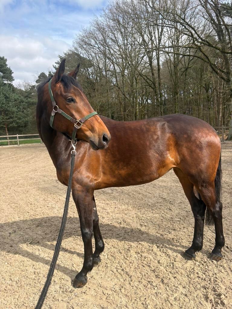 SUPER brave 5 jarige recreatie merrie te koop!, Dieren en Toebehoren, Paarden, Merrie, Met stamboom, 3 tot 6 jaar, Recreatiepaard