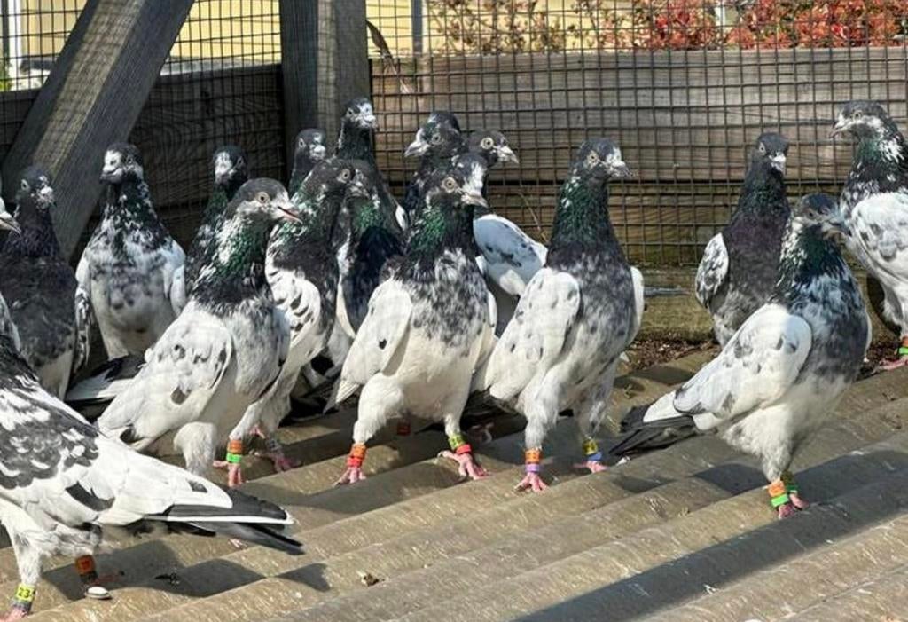 Pakistaanse Hiogvliegers, Dieren en Toebehoren, Meerdere dieren