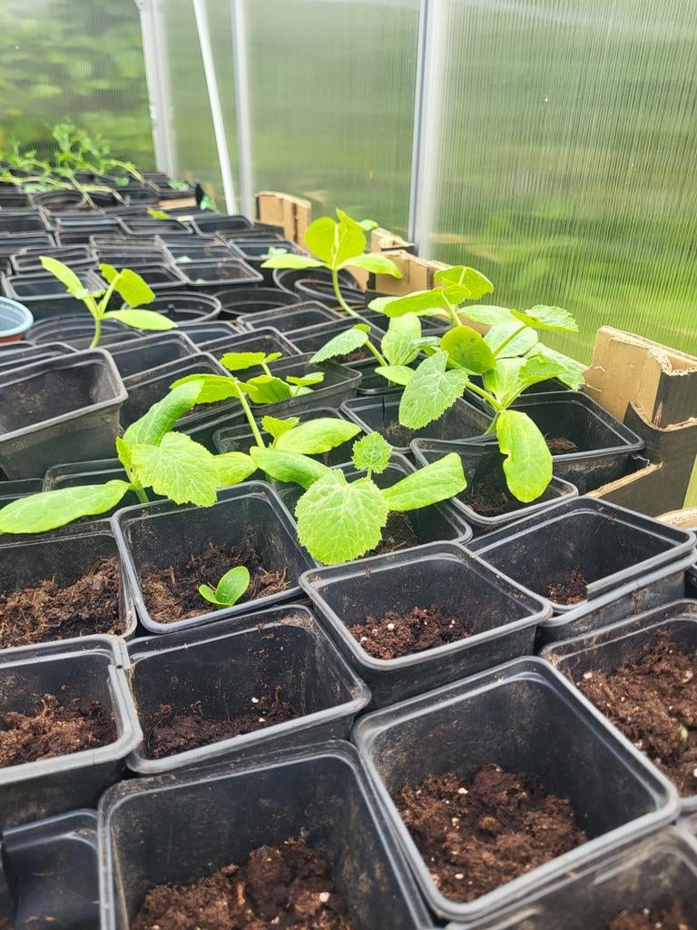 Groente planten / fide, Jardin & Terrasse, Enlèvement