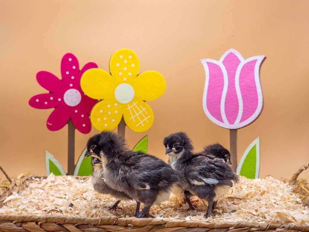 Jonge tamme Australorp kuiken gesekst en ingeënt