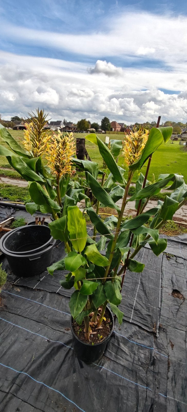 Hedychium Gardnerianum Siergember, Ophalen