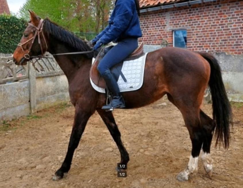 Prachtige jonge E pony/damespaard, Z, Avec pedigree, Poney E (1.48 m - 1.57m), Poney de saut