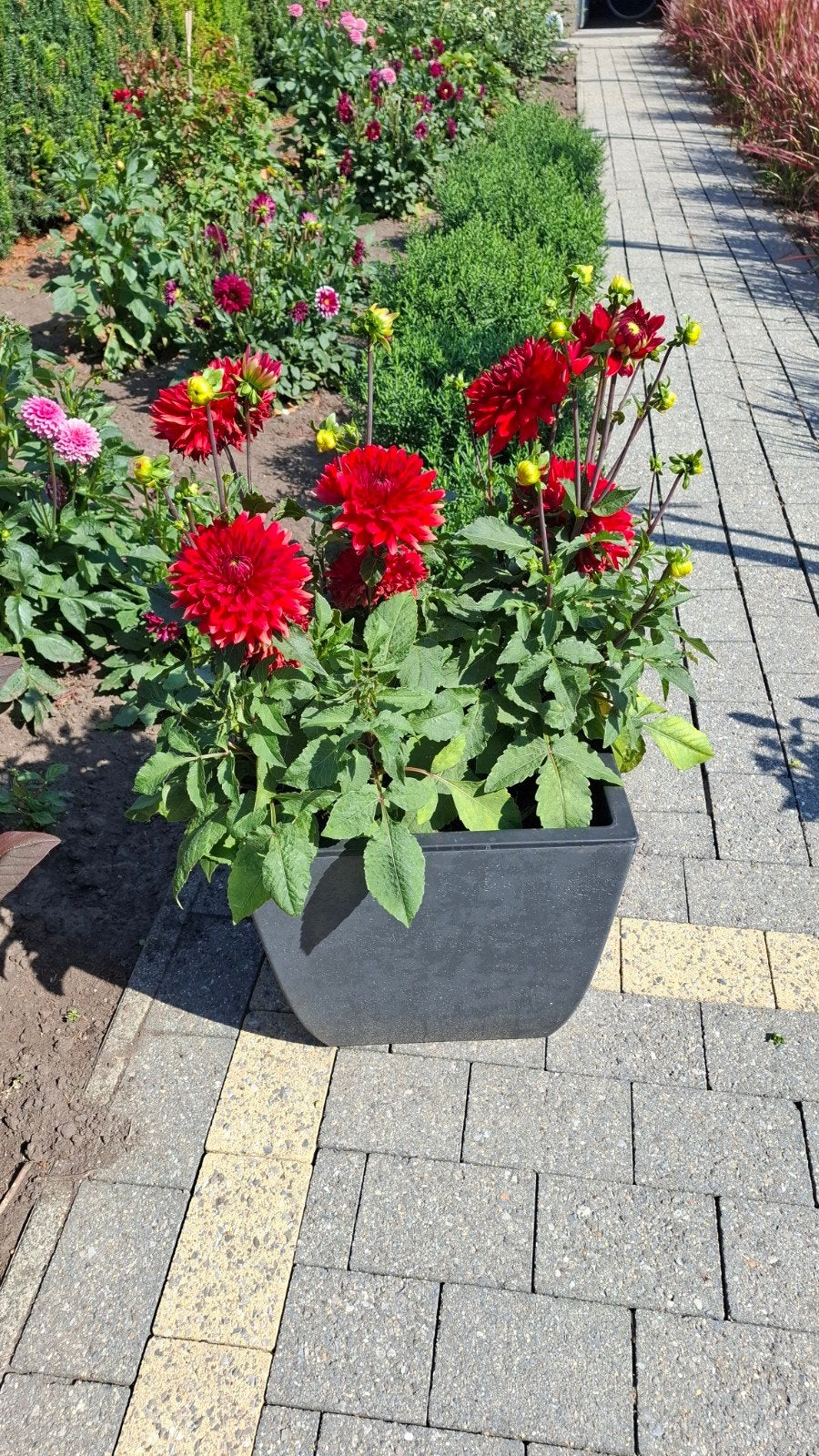 Dahlia Garden Wonder, Ophalen, Zomer
