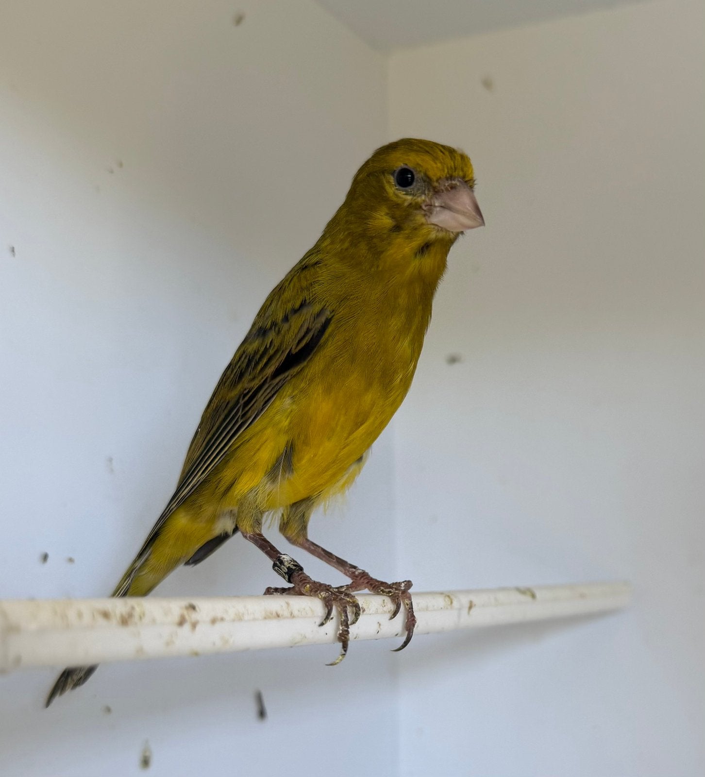 Kanarie man, Dieren en Toebehoren, Vogels | Kanaries, Mannelijk