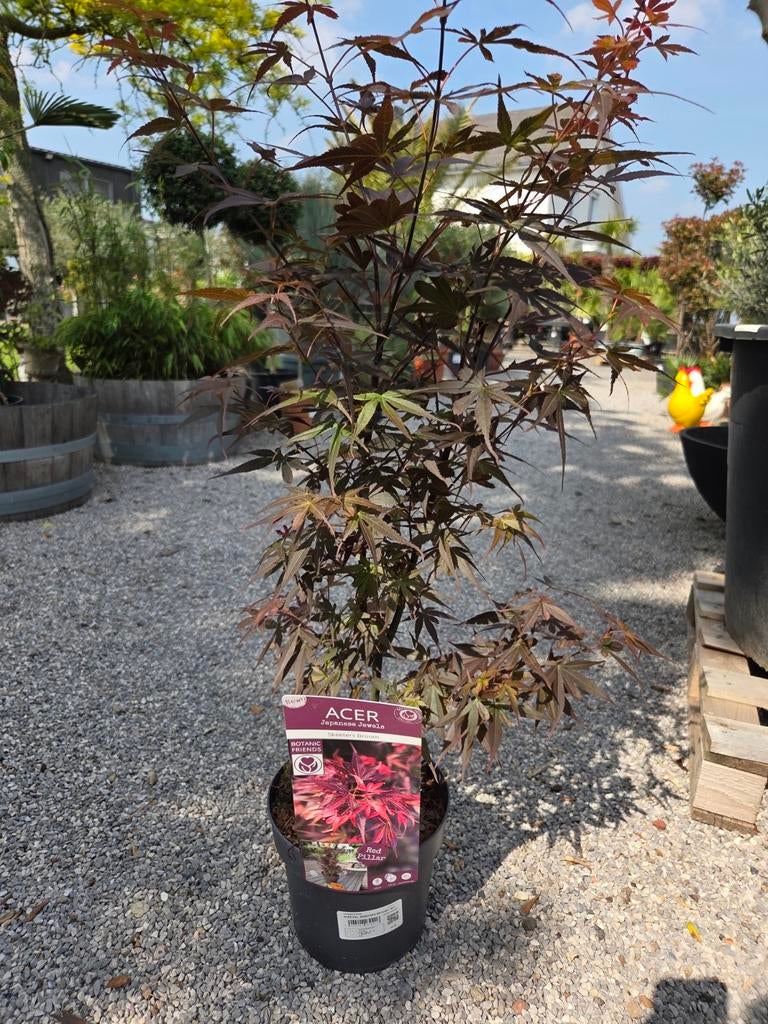 Acer Palmatum 'Sheeters Broom', Tuin en Terras, Planten | Bomen, Ophalen, Halfschaduw