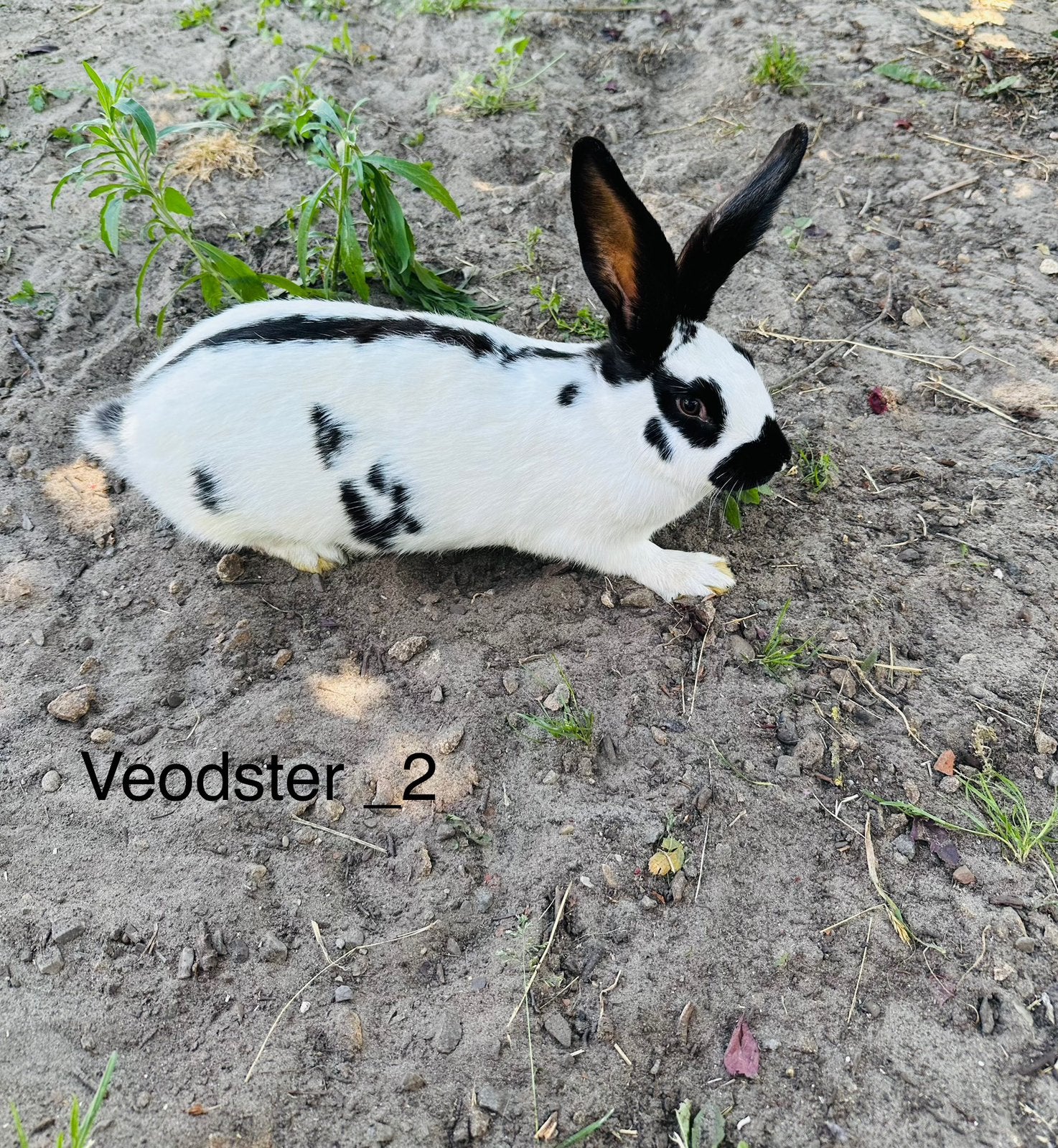 Vlees konijnen