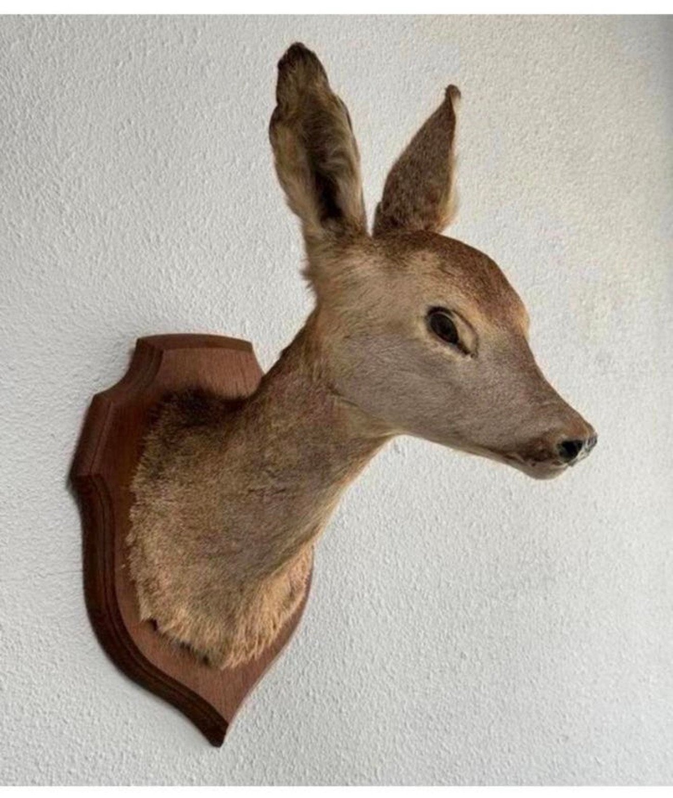 Superbe tête de cerf en peluche Taxidermy - mural Capreolus, Collections, Collections Animaux, Comme neuf, Bois ou Tête, Cerf