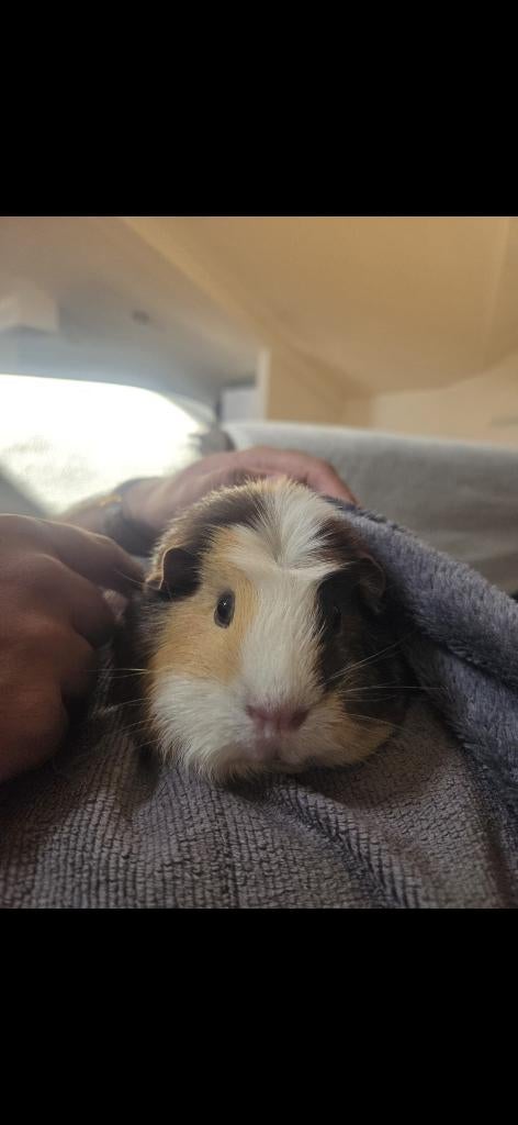 Schuchtere cavia zoekt baasje, Maart, Vrouwelijk, Cavia
