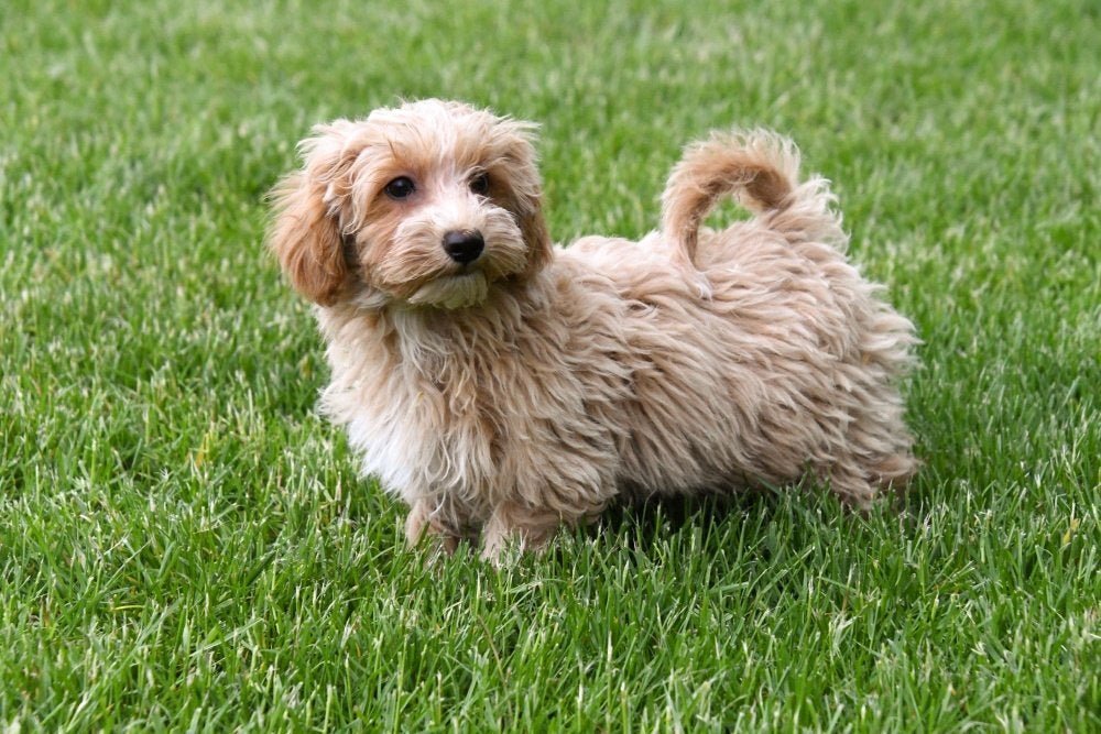 Maltipoo pups te koop, 15 weken tot 1 jaar, Overige rassen, Buitenland, Parvo