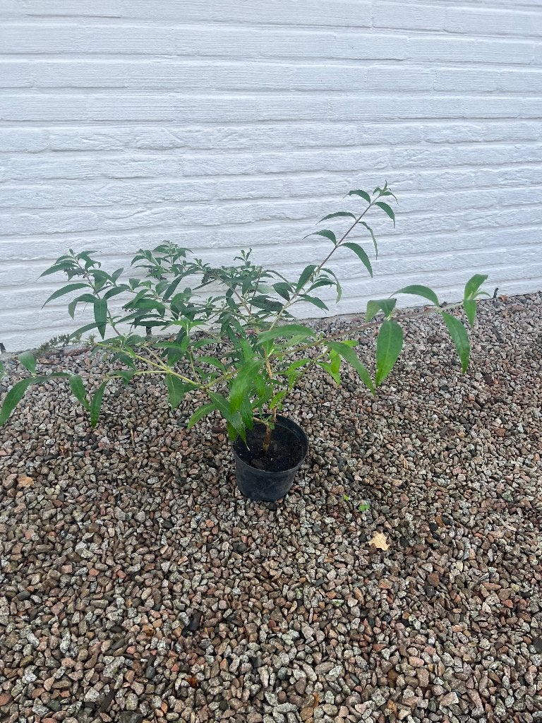 Jonge vlinderstruiken - Paars/Roze - €3/st of 4 voor €10, Volle zon, Vaste plant, Zomer, Ophalen
