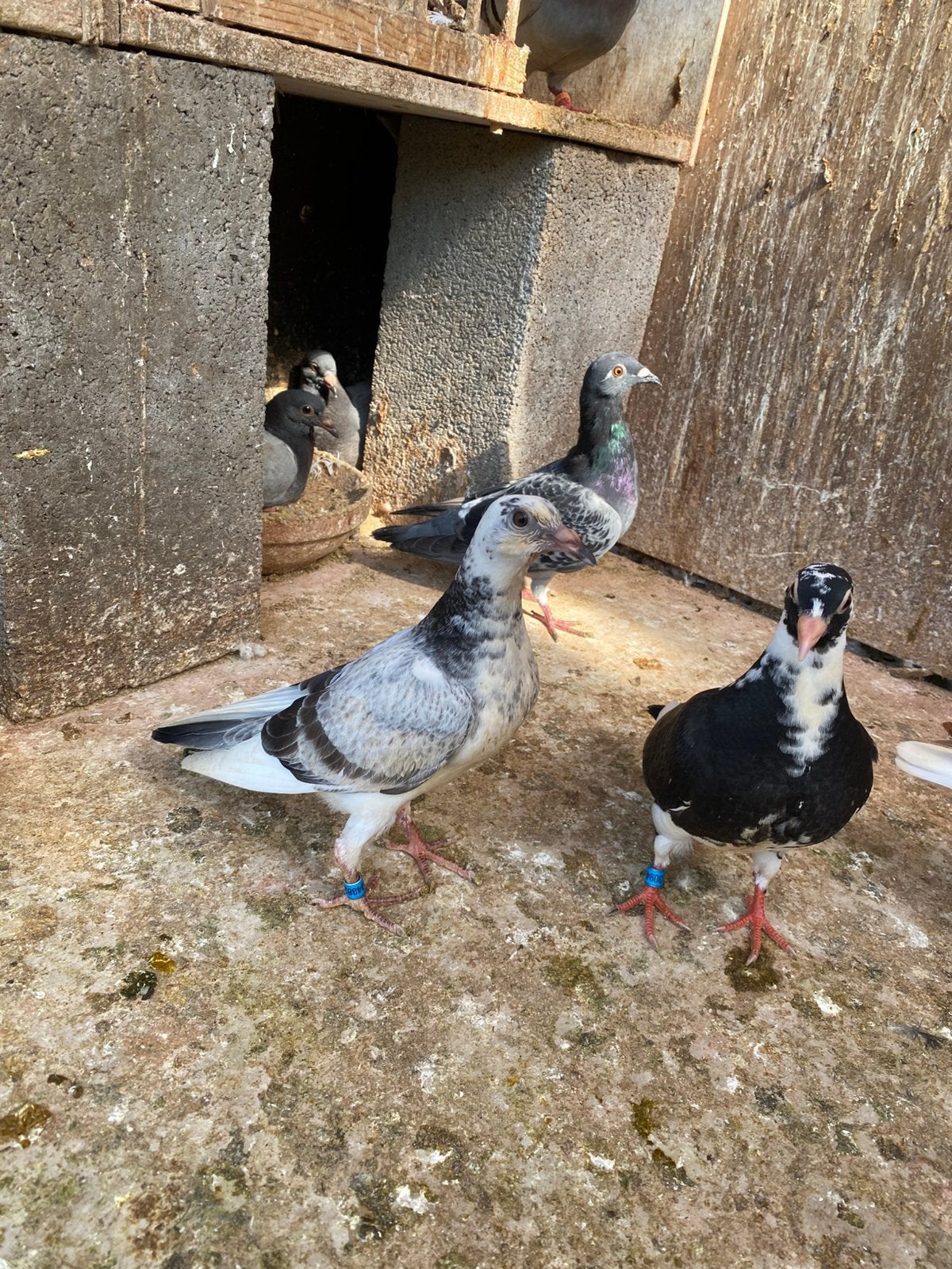 Zomer jongen, Dieren en Toebehoren, Vogels | Duiven, Meerdere dieren, Postduif