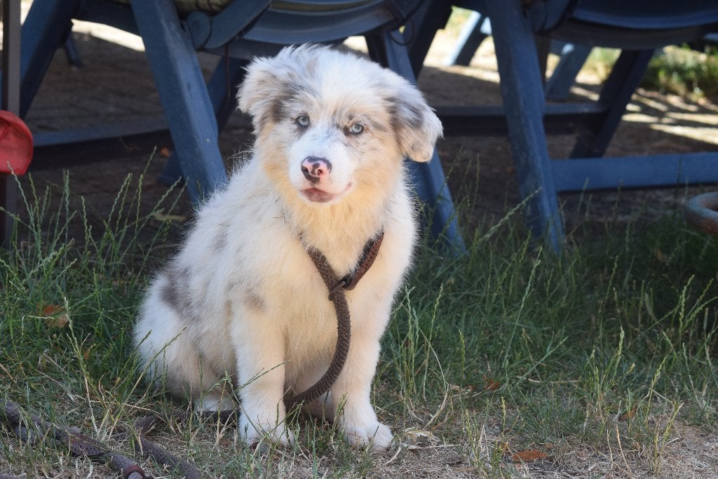 Border collie puppy, blue-merle, Chien (mâle), Hépatite contagieuse (maladie de Rubarth), Belgique, Colley