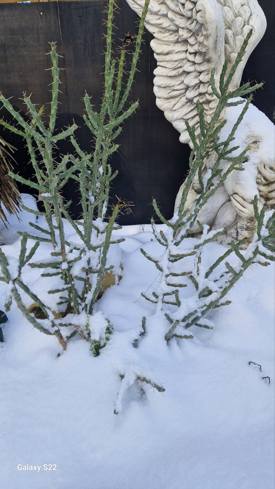 winterharde tuincactus Opuntia Spinosior, Jardin & Terrasse, Enlèvement, Plante fixe, Autres espèces, Plein soleil