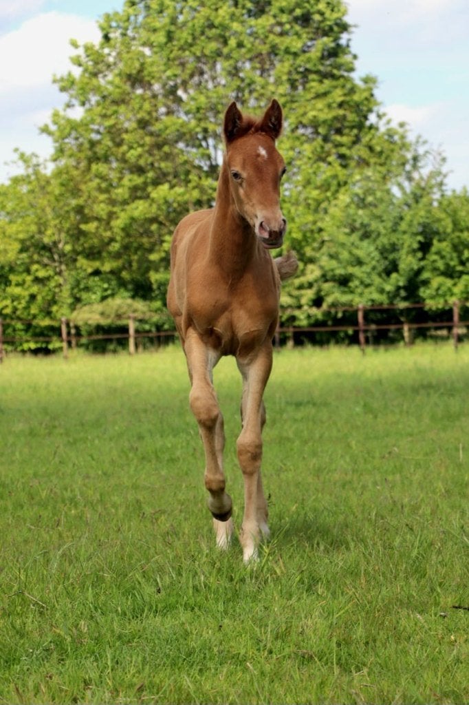 Futur polyvalent, le perlino, Animaux & Accessoires, Poney de dressage, Hongre, Avec pedigree, 0 à 2 ans