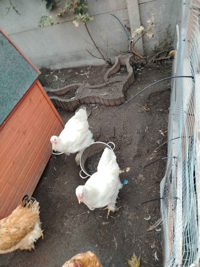 Witte Brahma-hennen – bijna 6 maanden – Arendonk, Plusieurs animaux, Poule ou poulet