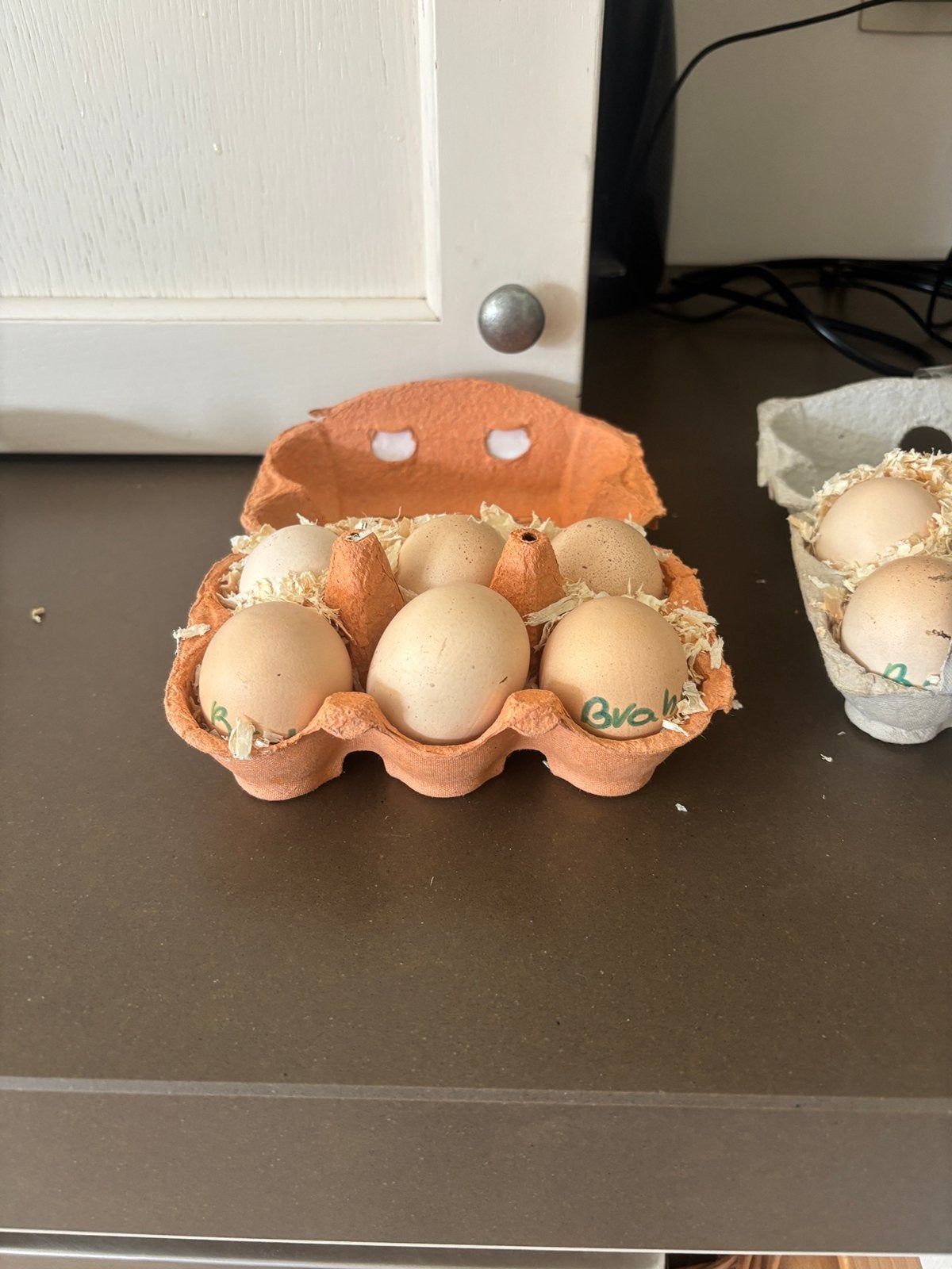 broedeitjes Kippen, Dieren en Toebehoren, Pluimvee, Vrouwelijk, Kip