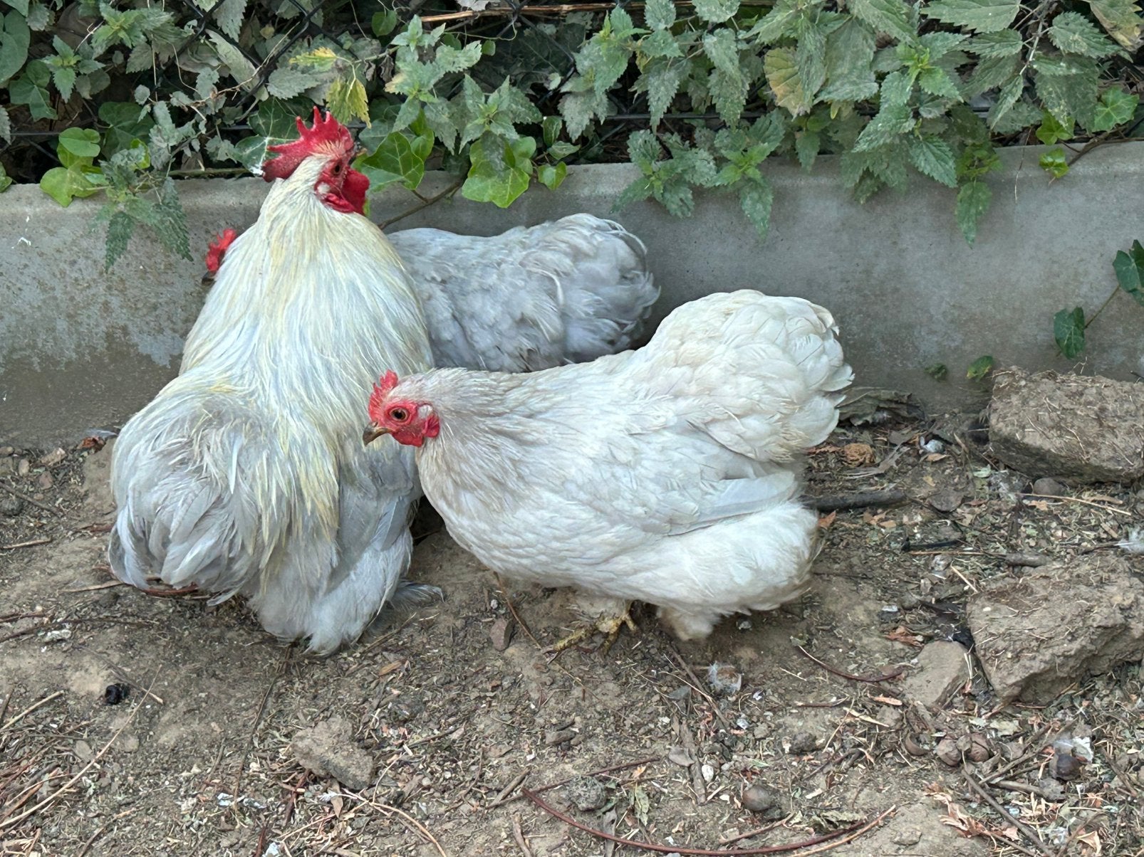 Kweektrio cochin kriel parelgrijs, Dieren en Toebehoren