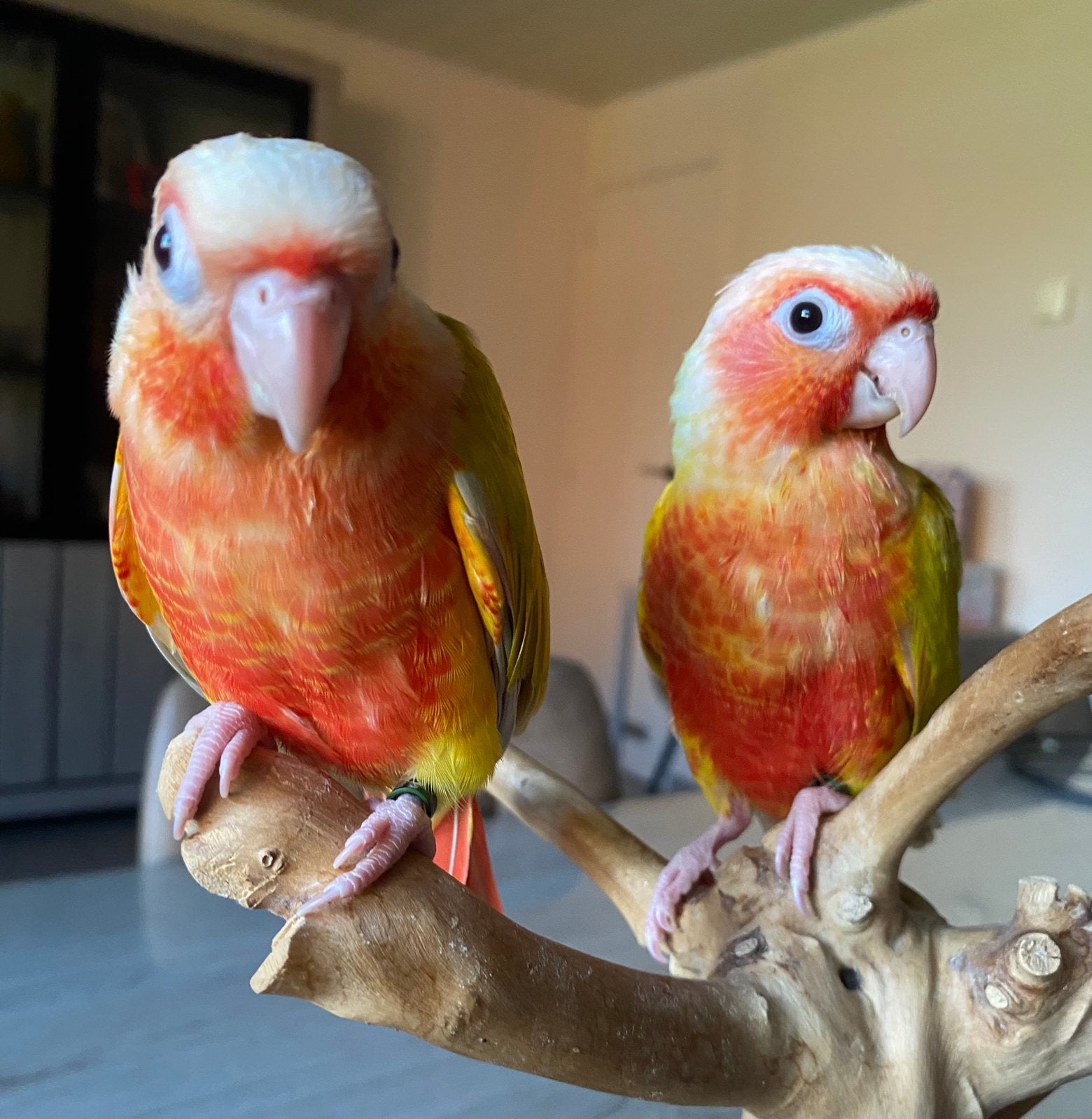 Handtamme Pyrrhura, Dieren en Toebehoren, Mannelijk, Papegaai, Pratend