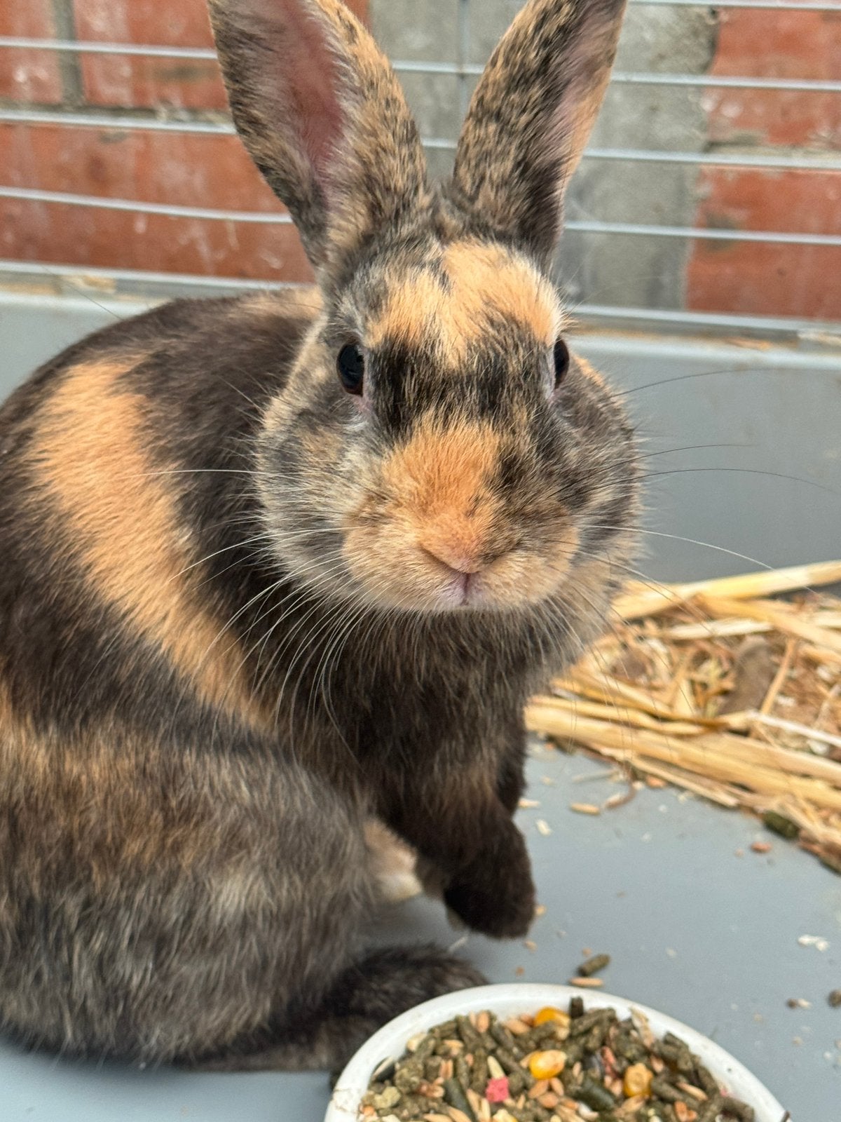 Kat, konijn ontmoet nieuwe vrienden op verloof., Dieren en Toebehoren, Geslacht onbekend, Klein, 0 tot 2 jaar