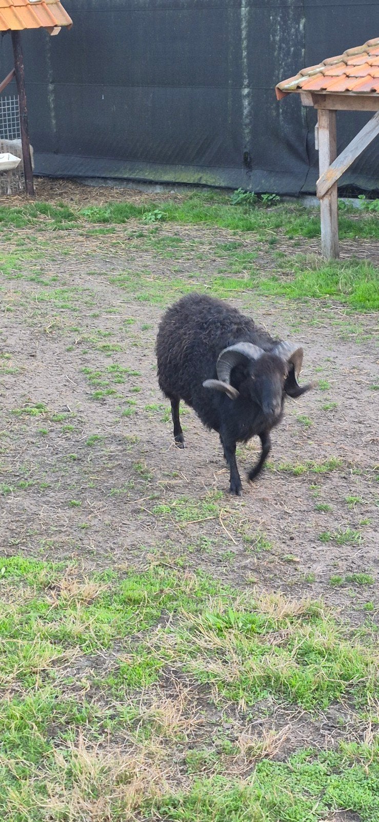 ouessant schaap, Mâle, Mouton, 0 à 2 ans