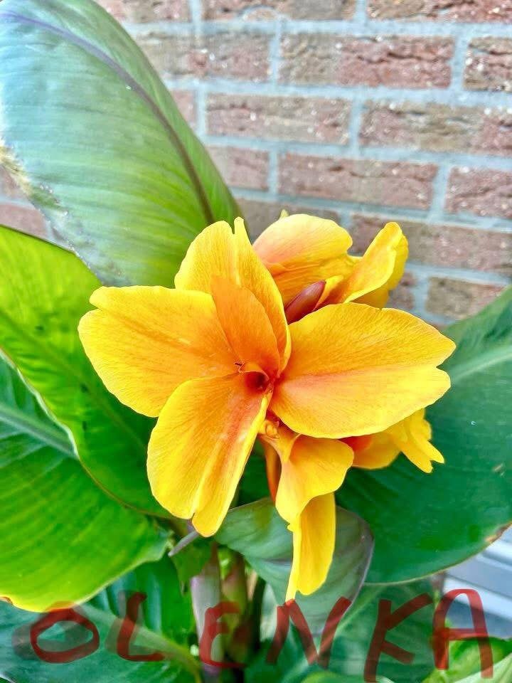 Canna Olenka, Tuin en Terras, Ophalen, Vaste plant, Overige soorten