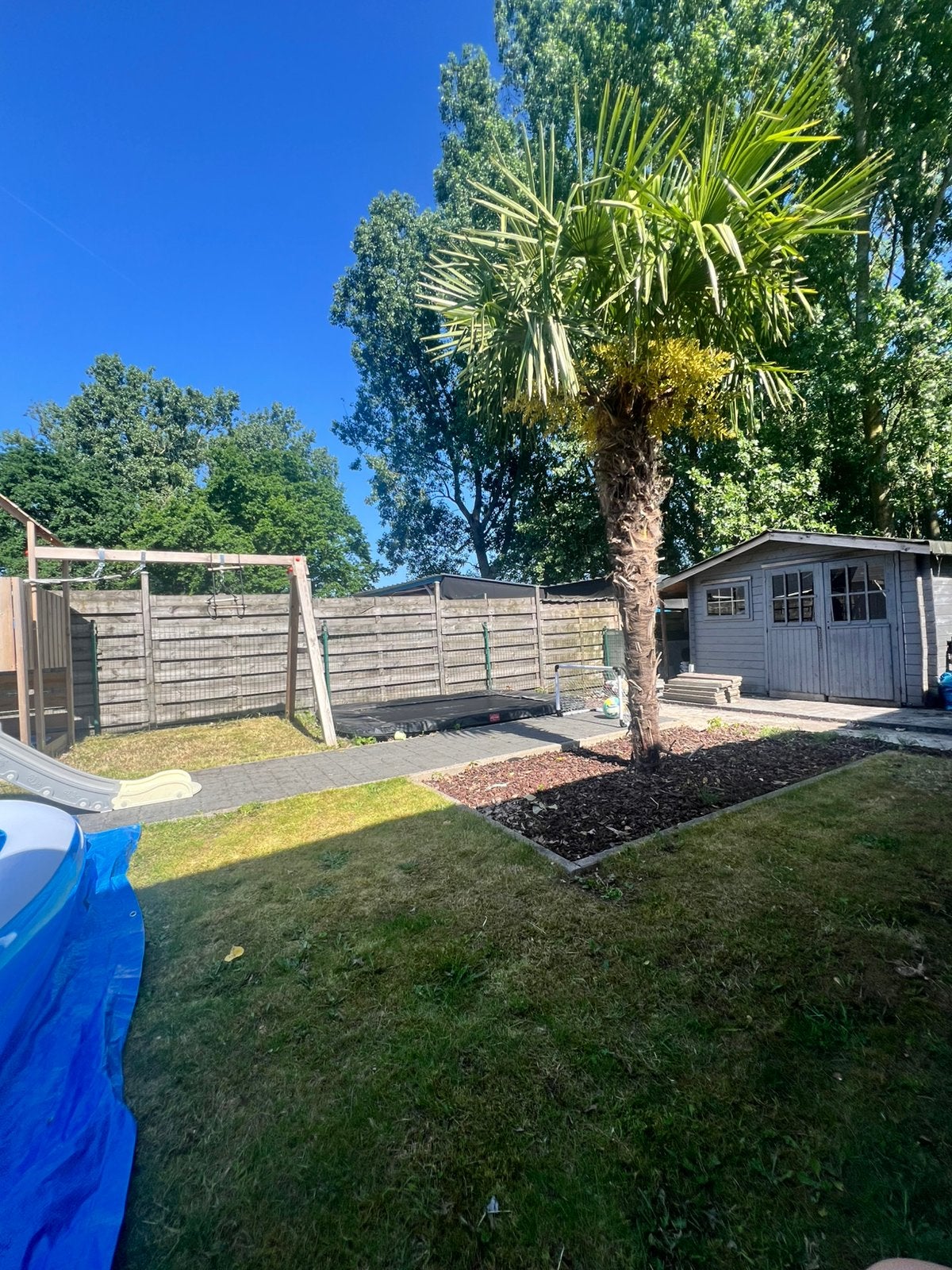 Palmboom, Tuin en Terras, Ophalen