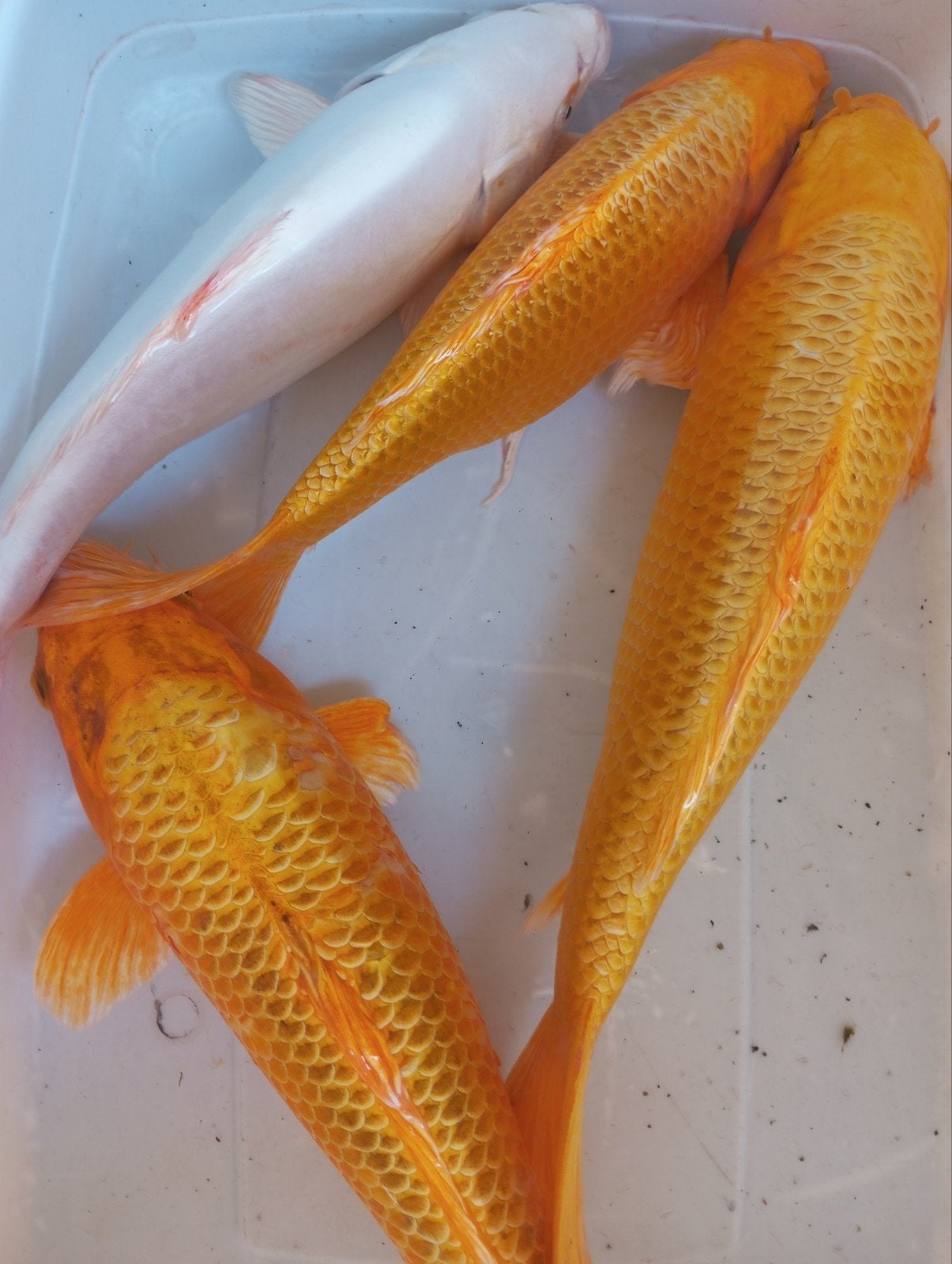 koi s 30/35 cm