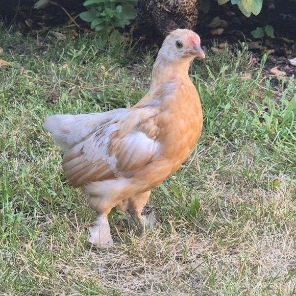 Haantje kruising Sebright x cochin kriel, Dieren en Toebehoren, Pluimvee
