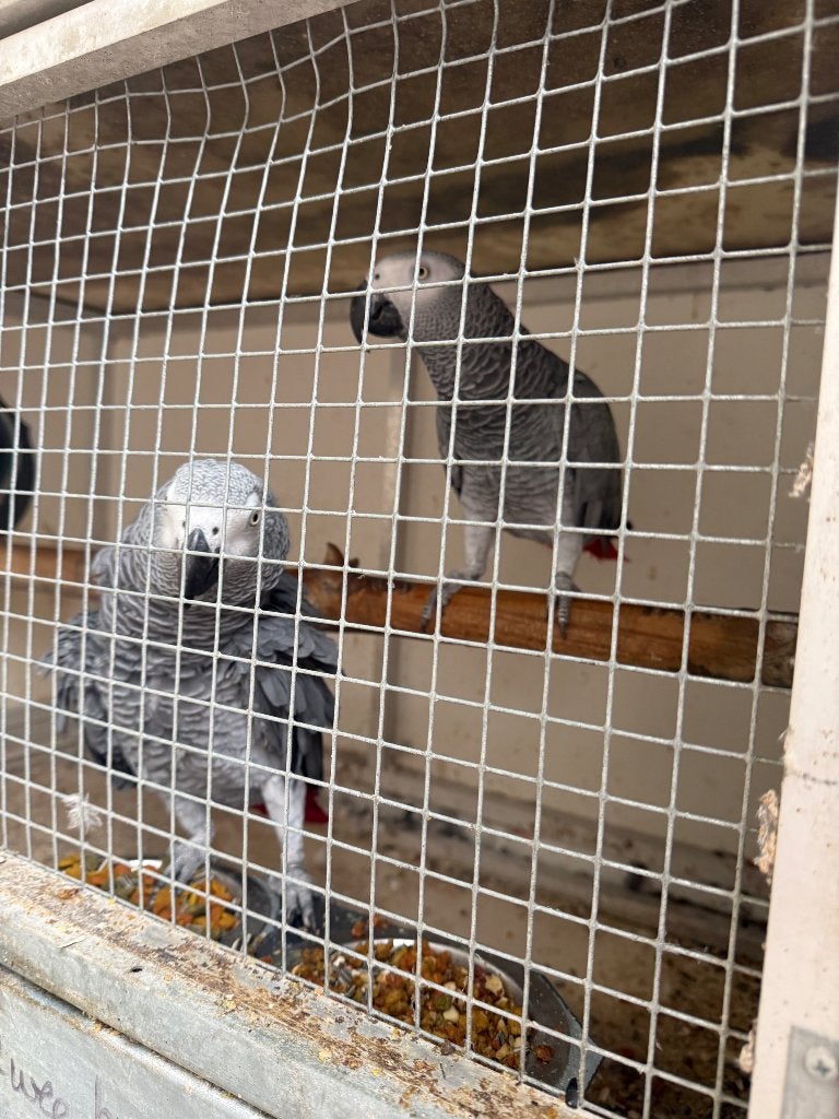 Verschillende kweekkoppels grijze roodstaarten, Dieren en Toebehoren, Meerdere dieren, Papegaai, Geringd