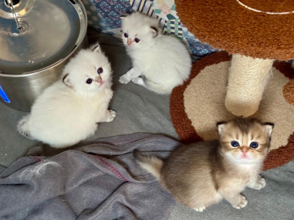 Chaton British Longhair, Chat, Avec pedigree, 0 à 2 ans