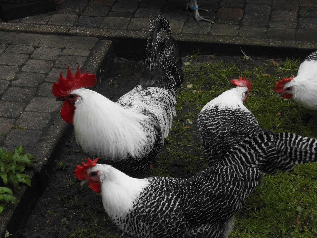 Zilverbrakel, Dieren en Toebehoren, Pluimvee, Meerdere dieren, Kip