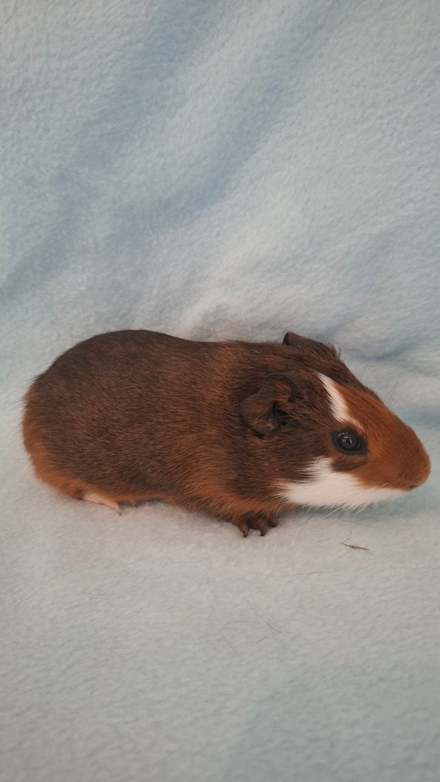 Cavia beertje, Dieren en Toebehoren, Cavia, Augustus, Mannelijk, Tam