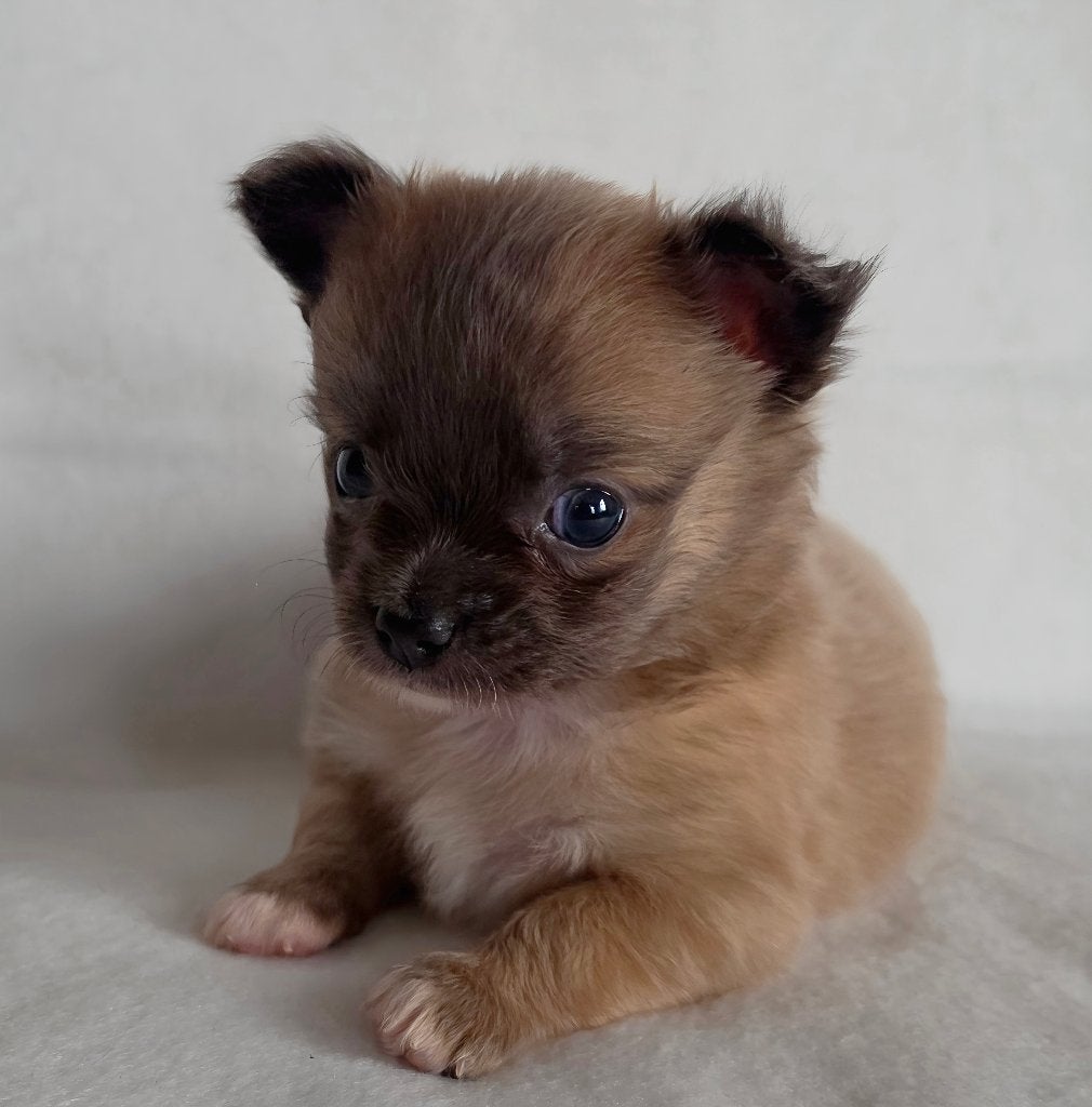 Chihuahua pup (reutje), Parvo, België, Particulier, Reu