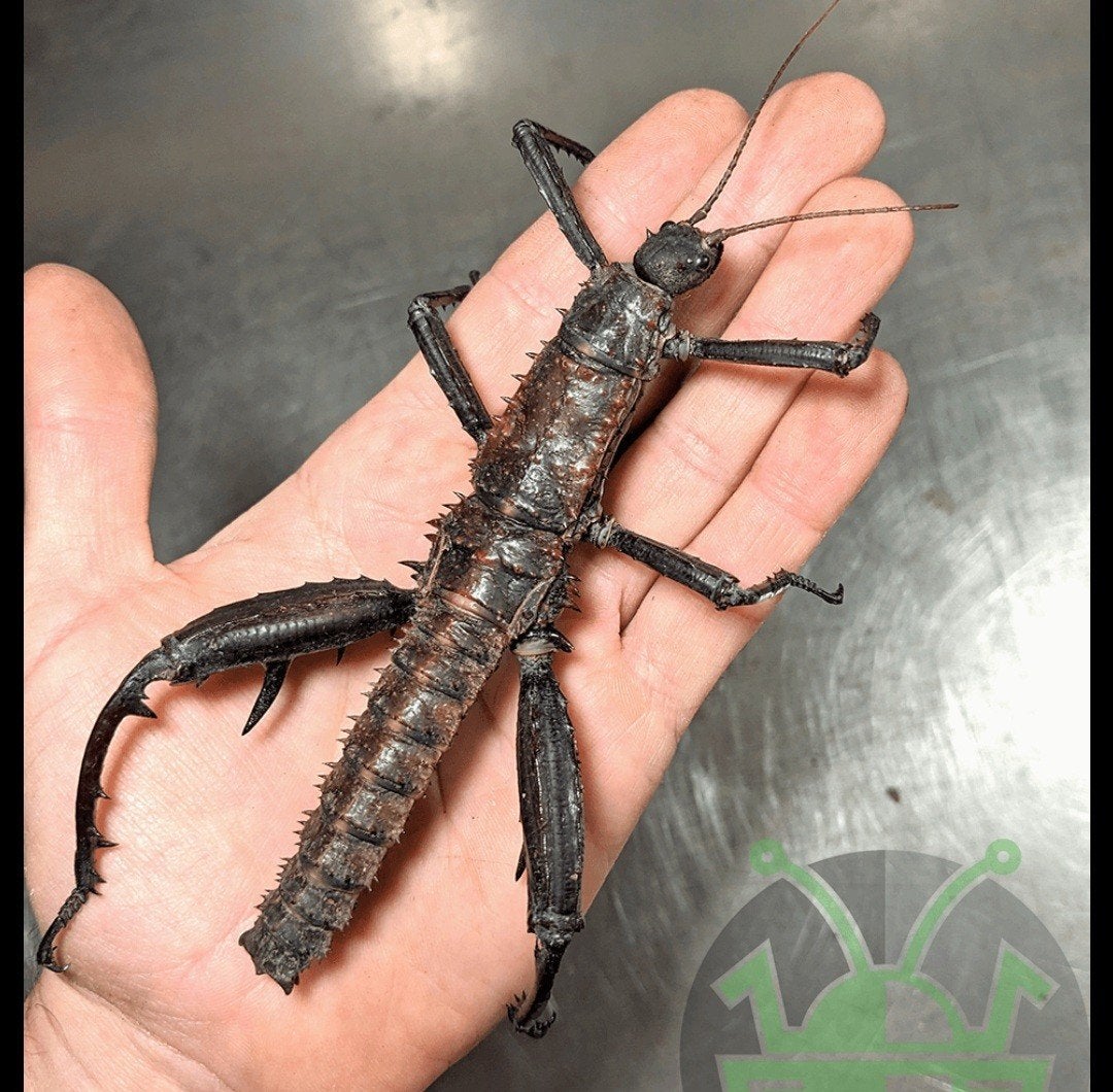 Gezocht: eurycantha calcarata/horrida, Dieren en Toebehoren
