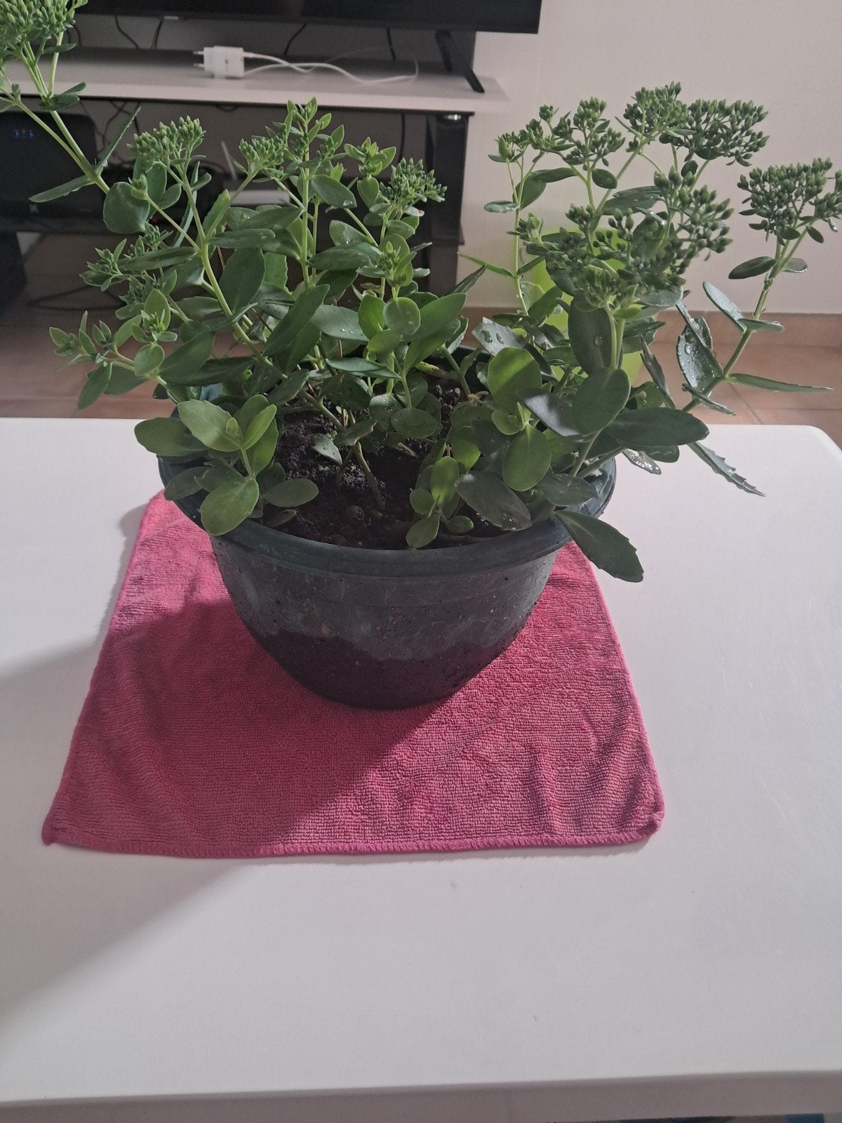 sedum, Jardin & Terrasse, Plantes | Jardin, Enlèvement, Annuelle, Couvre-sol