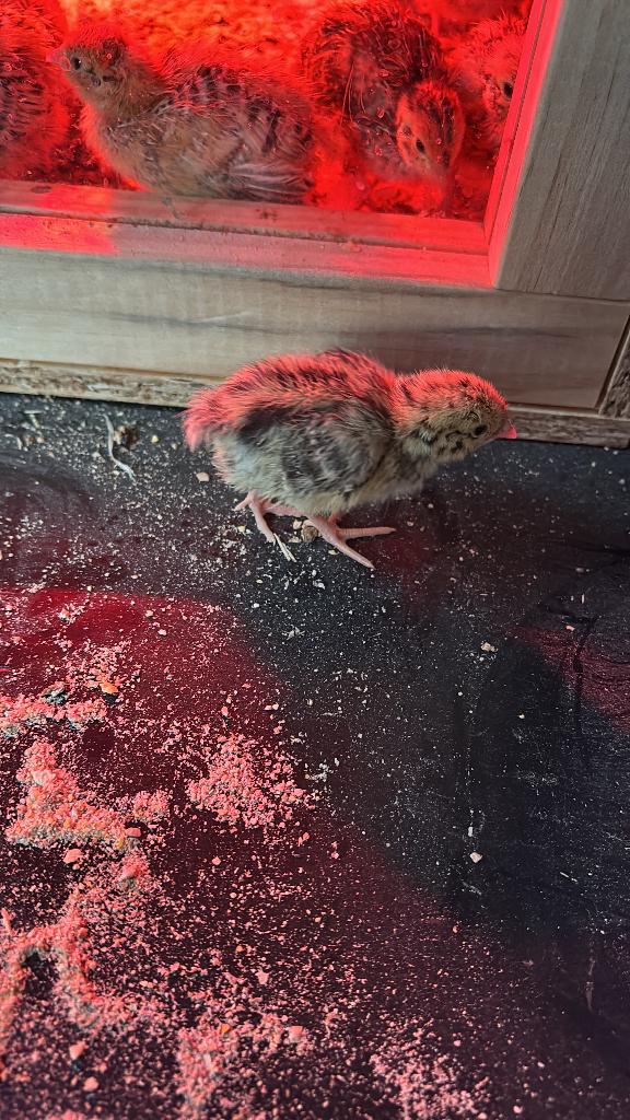 Kwartel kuikens, Dieren en Toebehoren, Meerdere dieren, Overige soorten