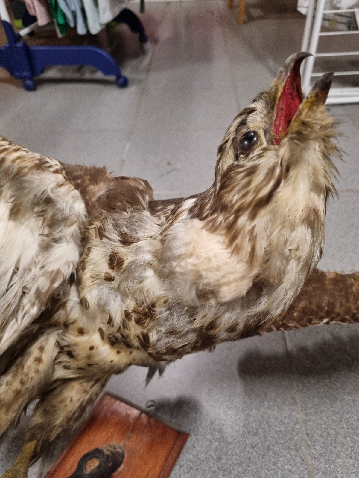 Opgezette buizerd, waterhoen en kraai taxidermie