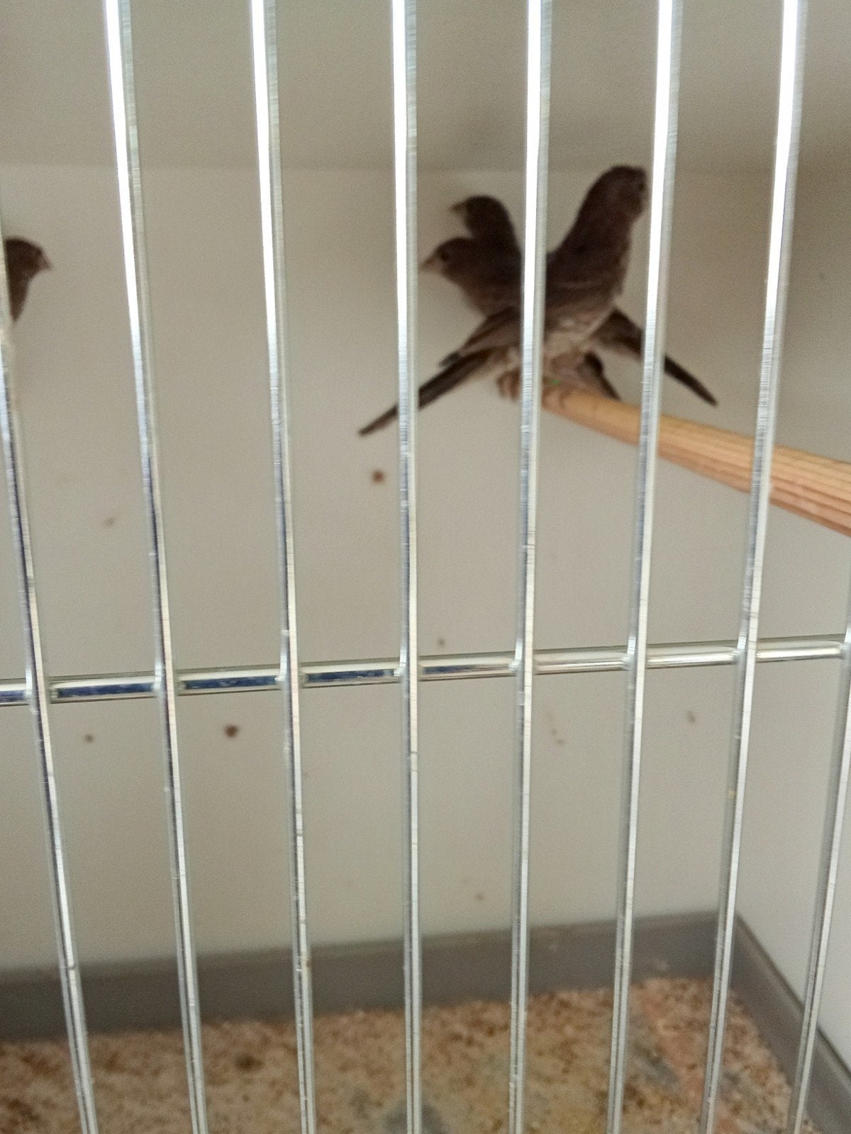 Te koop 4 Jonge Mexicaanse roodmussen, Dieren en Toebehoren, Geslacht onbekend