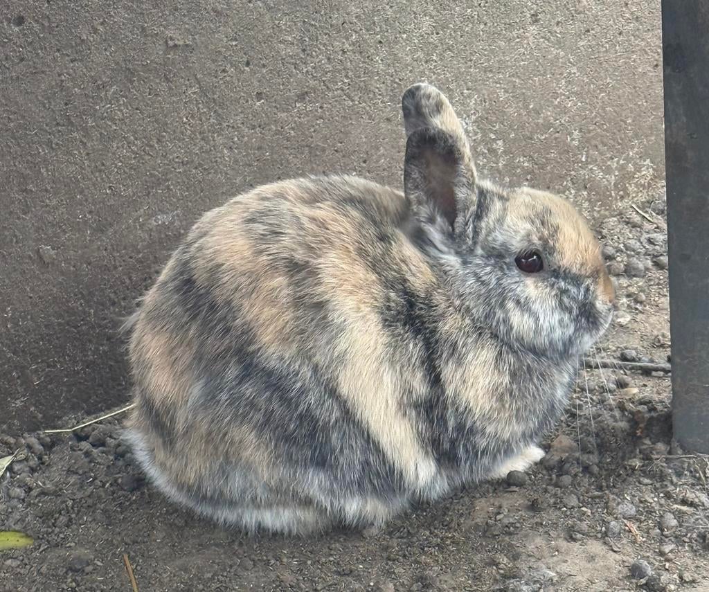 Dwergkonijn voedster zoekt een thuisje, Dieren en Toebehoren, Konijnen, Vrouwelijk, Dwerg, 0 tot 2 jaar