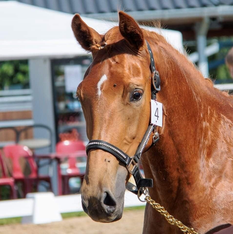 mooie 4 jarige merrie, Avec pedigree, 165 à 170 cm, Non dressé, Jument