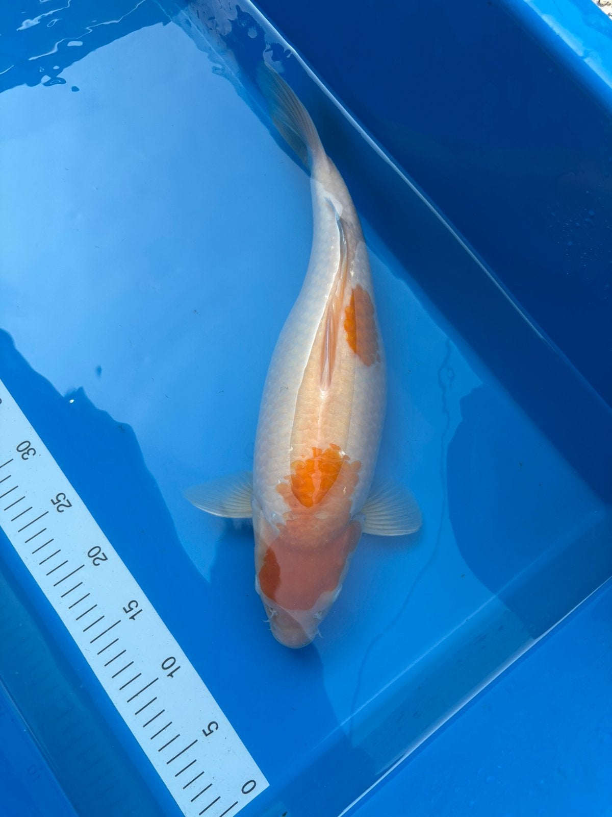 Kohaku eigen kweek 2025, Dieren en Toebehoren, Vissen | Vijvervissen