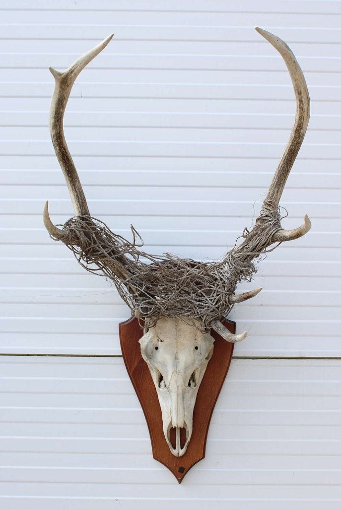 EDELHERT GEWEI 8-ender - compleet verward in draad (# UT5), Collections, Collections Animaux, Enlèvement, Utilisé, Cerf, Bois ou Tête