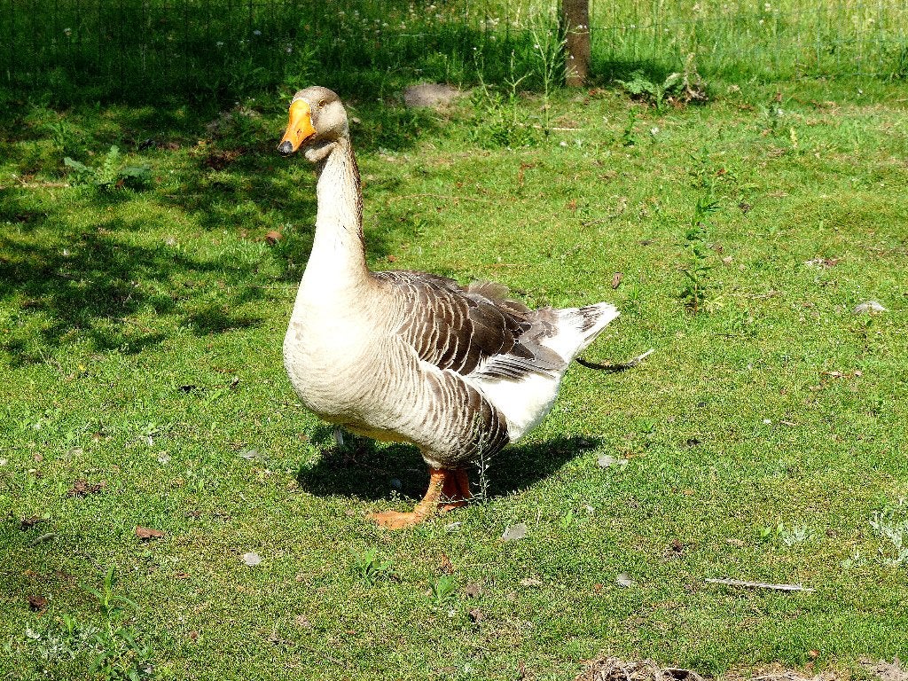 grauwe gans, Wildzangvogel