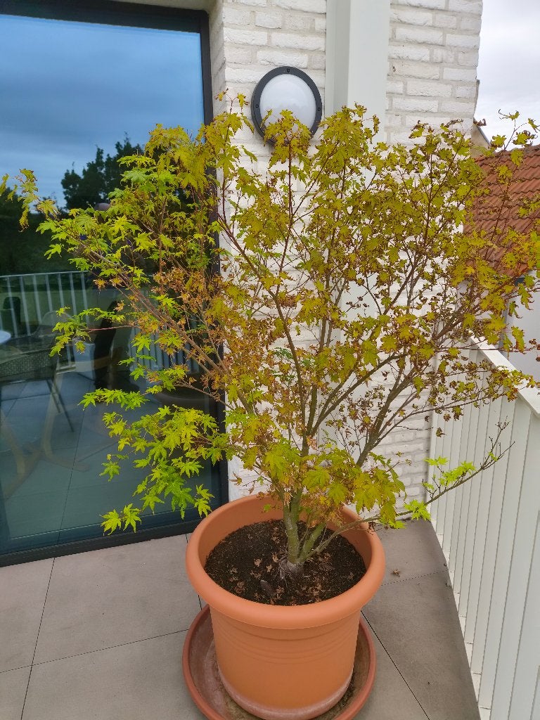 Lichtgroene Acer, Ophalen, Halfschaduw, Overige soorten, 100 tot 250 cm