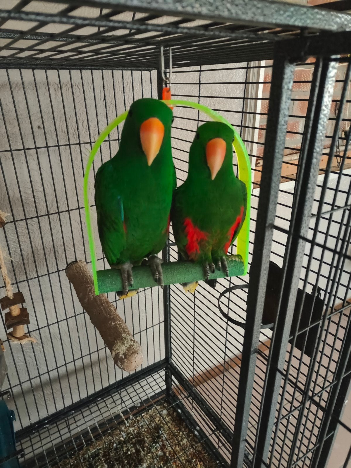 2 perroquets nobles