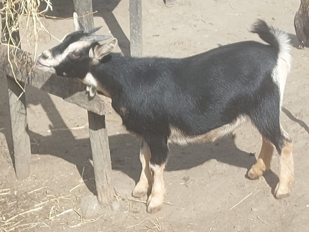 Jonge mooie geitjes, Dieren en Toebehoren, Vrouwelijk, Geit, 0 tot 2 jaar